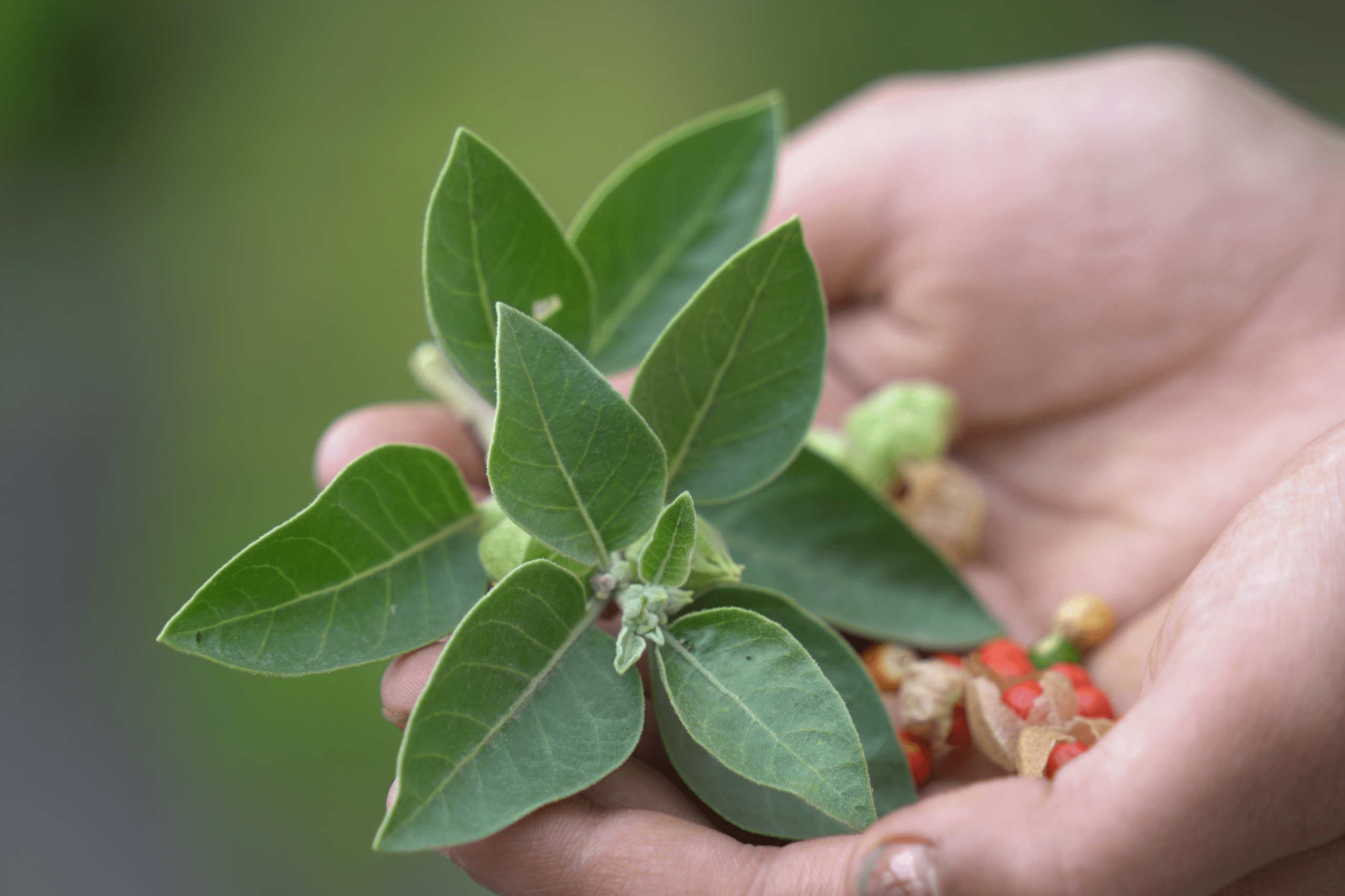 Adaptogènes : mode passagère ou révolution silencieuse ?